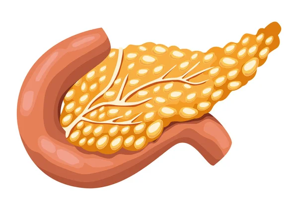 Órgano humano realista del páncreas — Vector de stock