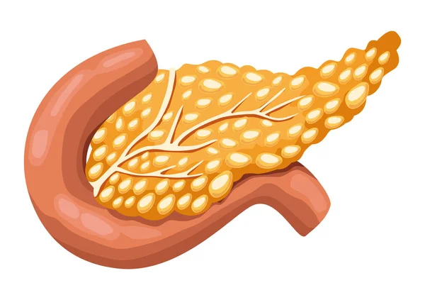 췌장 현실적 인 인체 기관 — 스톡 벡터