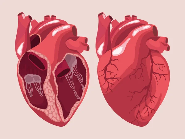 Realistic hearts human organs — Stock Vector