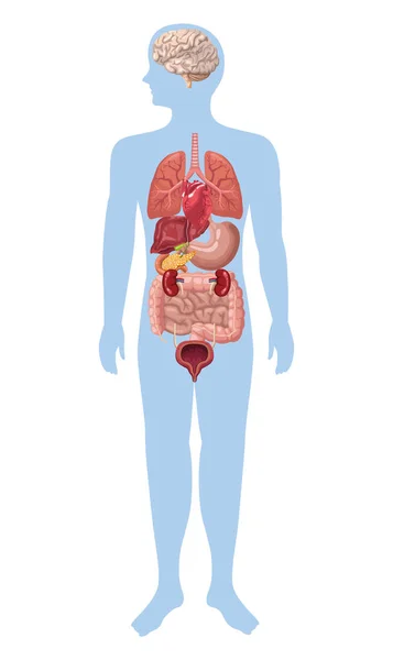 Organi realistici nel corpo — Vettoriale Stock