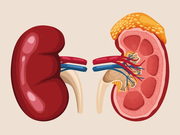 Órganos renales realistas — Vector de stock