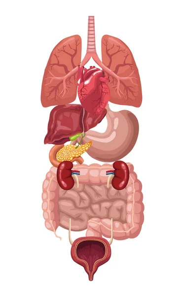 Realistische menselijke organen — Stockvector
