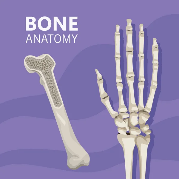 Handen realistiskt mänskligt ben — Stock vektor