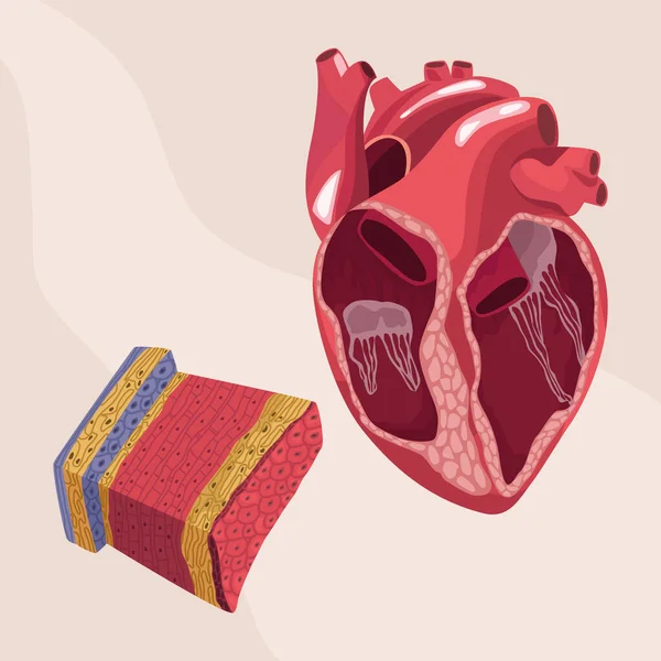 Tecidos cardíacos órgão realista — Vetor de Stock