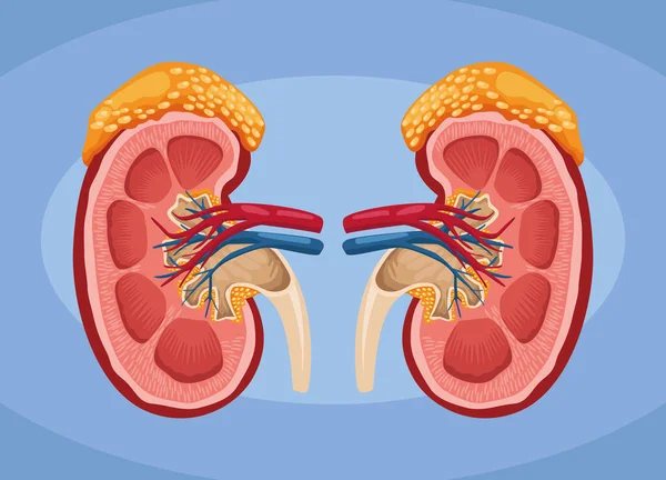 Riñón órganos humanos realistas — Archivo Imágenes Vectoriales