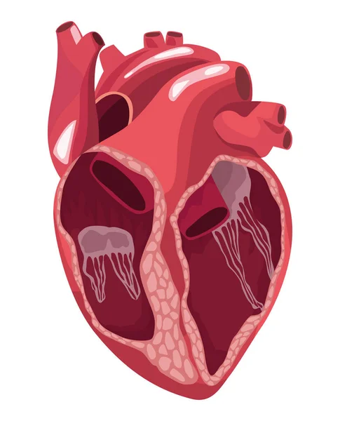 Mezzo cuore organo realistico — Vettoriale Stock