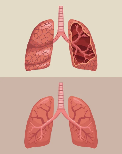 Polmoni realistici organi umani — Vettoriale Stock