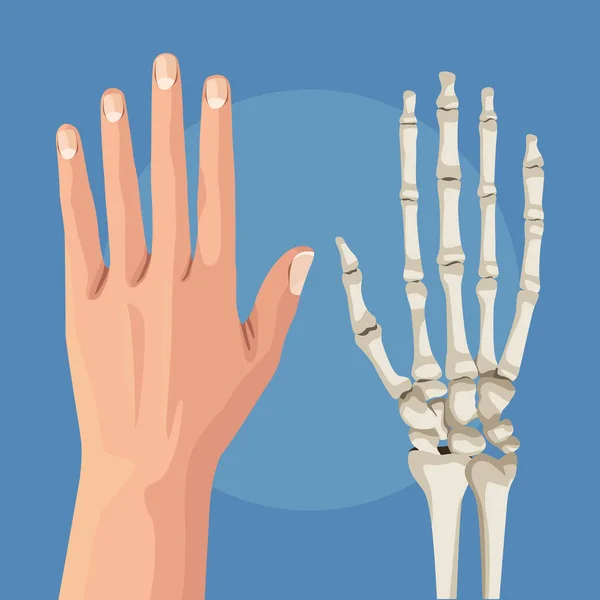 Hand skin and bones — Stock Vector