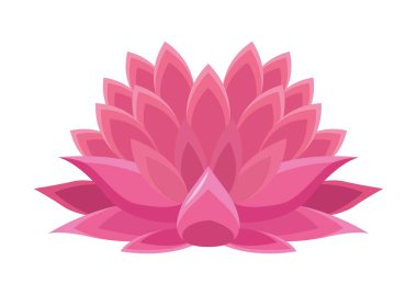 pembe nilüfer çiçeği