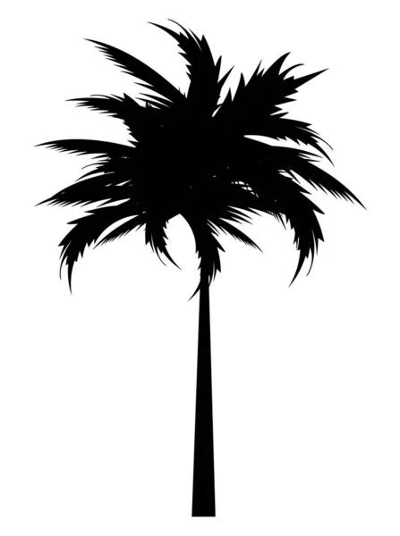 Leafy tree palm silhouette — Stock Vector