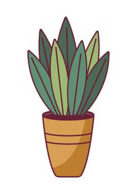 Yapraklı ev bitkisi