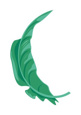 Palmiye yaprağı egzotik