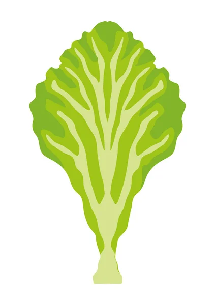 Légumes de laitue frais — Image vectorielle