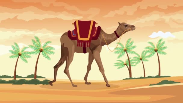 Ημέρα εορτασμού Ινδία με καμήλα — Αρχείο Βίντεο