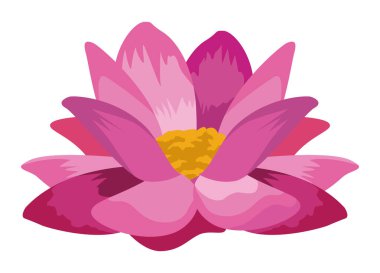 pembe nilüfer çiçeği