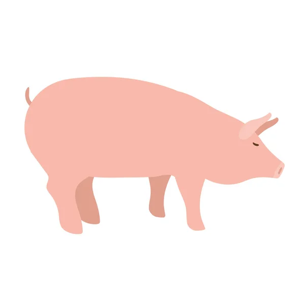 돼지들의 캐릭터 — 스톡 벡터