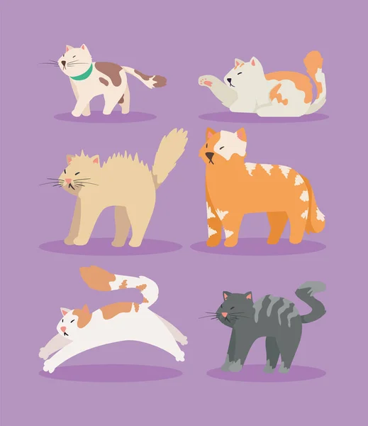 Seis Lindos Gatos Mascotas Personajes — Archivo Imágenes Vectoriales