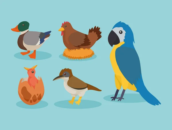 Cinco Especies Aves Establecen Iconos — Vector de stock