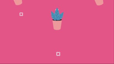 houseplants in ceramic pots animation , 4k video animated