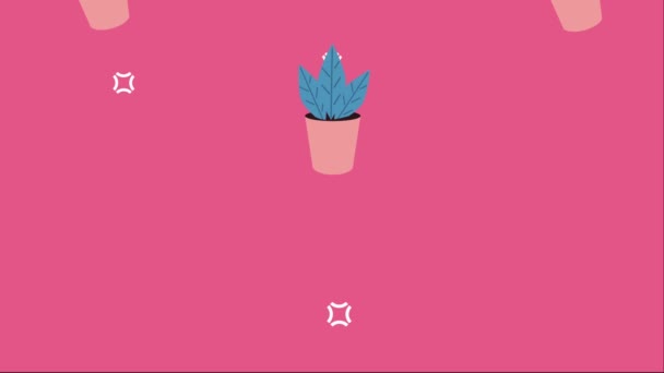 Houseplants Ceramic Pots Animation Video Animated — Vídeos de Stock