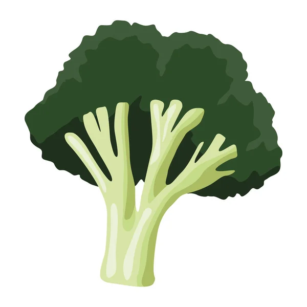 Frischer Brokkoli Gemüse Gesunde Nahrung — Stockvektor