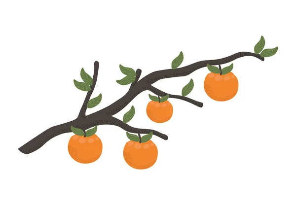Иконка Ветви Дерева Апельсинов — стоковый вектор
