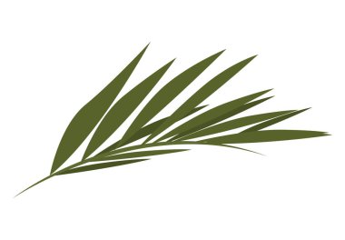 palm leave plant foliage nature icon