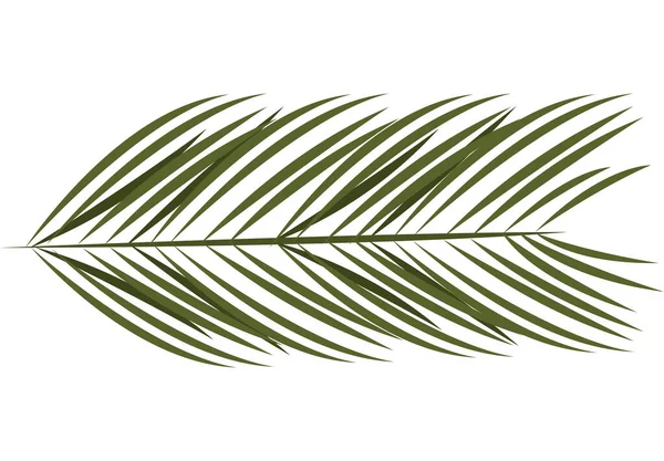 Palm Leaf Plant Foliage Nature Icon — Stock Vector