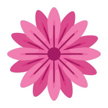 fucshia flower garden decoration nature