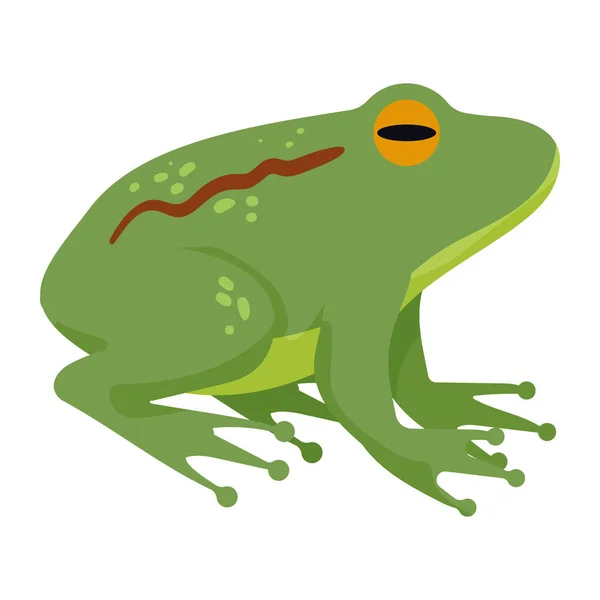 Toad Domestic Pet Animal Character — Stok Vektör