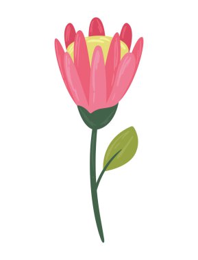 pembe ve sarı çiçek bahçesi doğası