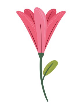 çiçek rengi pembe bahçe doğası