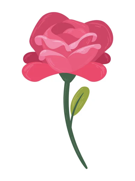Fucshia Rose Jardin Fleurs Nature — Image vectorielle