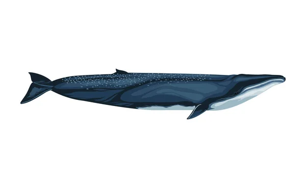 Fin Whale Sealife Animal Icon — Stock Vector