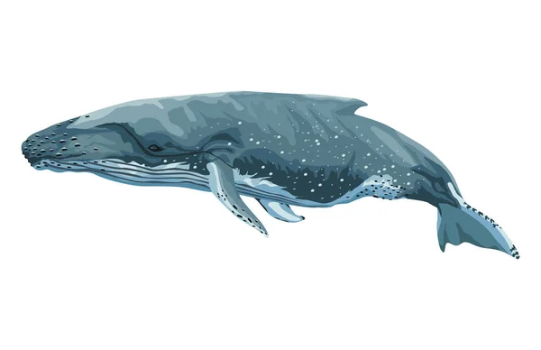 Ballena Azul Animal Mar Icono — Vector de stock