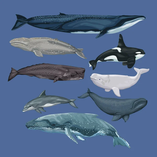 Οκτώ Φάλαινες Ζώα Sealife Εικονίδια — Διανυσματικό Αρχείο