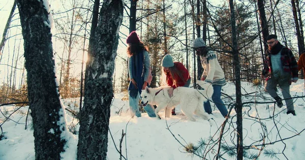 Cinematic side view, happy group of friends walk along snowy winter forest path with dog at holidays weekend slow motion Stockfoto