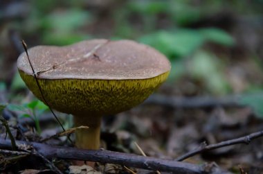 Ormandaki mantara yakından bak.