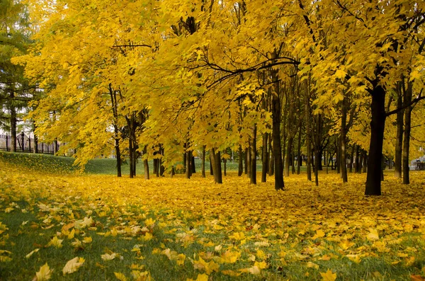 Árvores Com Folhagem Amarelada Parque — Fotografia de Stock
