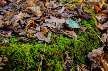 Dökülen sonbahar yaprakları yosunlu kütüğün üzerinde