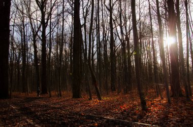 Ormanda güneş ışınları