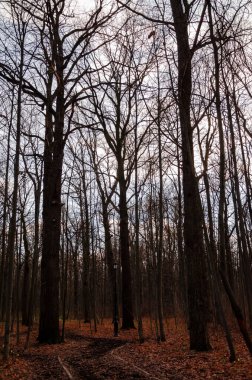 Sonbahar ormanındaki eski patika.