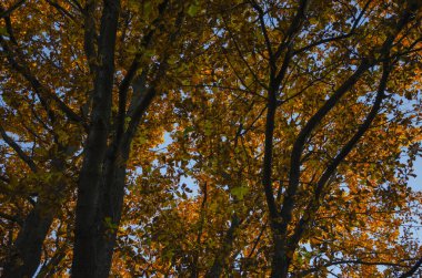 Parkta sonbahar ağaçları