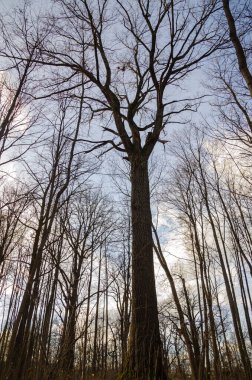 Sonbahar ormanlarında yapraksız ağaçlar