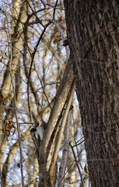 Wiewiórka Drzewie Parku — Zdjęcie stockowe