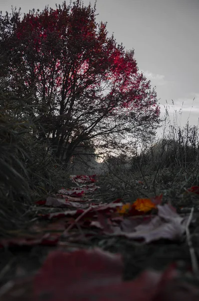 Herfstboom Het Park — Stockfoto