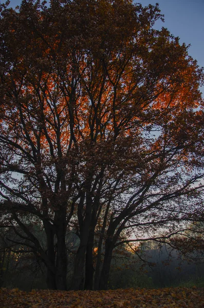 Jesienne Drzewo Parku — Zdjęcie stockowe