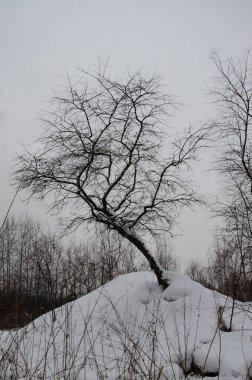 Karlı bir tepede yalnız bir ağaç.