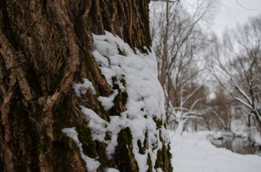 Ağaç kabuğundaki karlara yakın çekim 