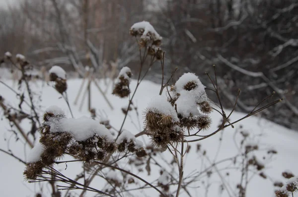 Bardana Com Neve Inverno — Fotografia de Stock